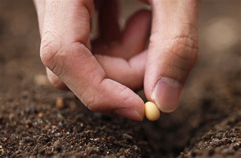Check spelling or type a new query. Planting-seed-photo - NACD