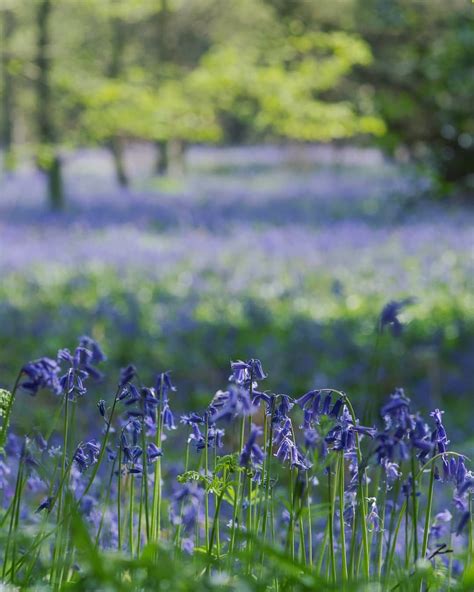 In the colour tide of the woodland floor, the bluebells are at their peak, their pomp, their 