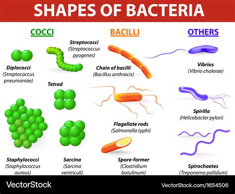 Types Of Bacteria Royalty Free Vector Image Vectorstock
