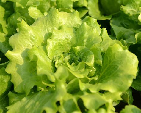 Healthy Lettuce Stock Photo Image Of Cabbage Gardening 30755700