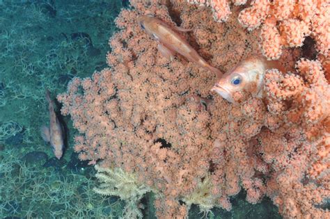 Summer Expeditions Aim To Unlock Secrets Of The Deep Atlantic Ocean