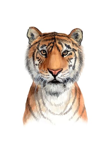 Premium Vector Watercolor Hand Painted Tiger