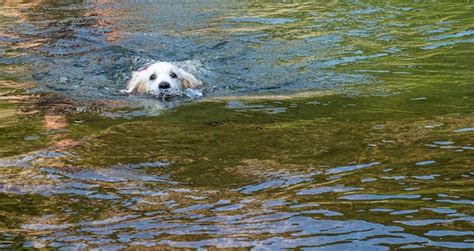 Premium Photo Puppy Learning To Swim Alone In Lagoon White Puppy