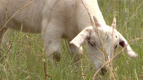 Calgary Looks At Expanding Weed Whacking Goats Program Cbc News