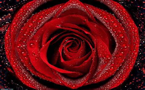 Fond Décran La Nature Rouge Rose Fleurs Rouges Rosée Fleur