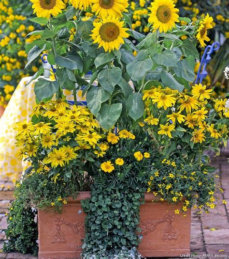 10 jardinières de plantes fleuries originales pour l'été | Jardinière