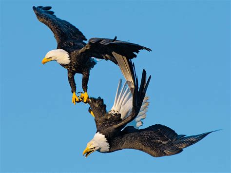 10 Fun Facts About Bald Eagles