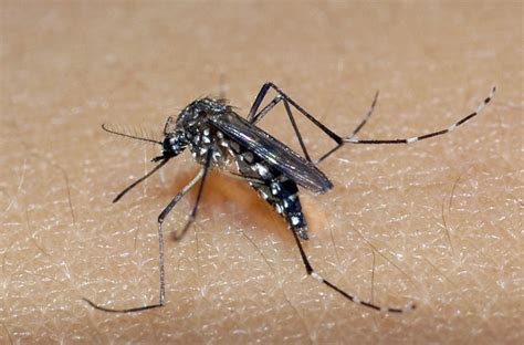 A sustainable innovative technique to reduce the mosquitoes population effortlessly without. Registrado primeiro caso autóctone de dengue em 2019 no RS ...