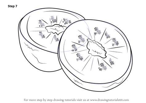 Learn How to Draw Kiwi Fruit (Fruits) Step by Step : Drawing Tutorials