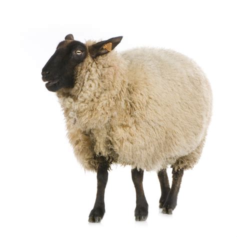 Download and use 1,000+ sheep stock photos for free. Sheep stock photo. Image of cattle, farm, shoot, animals ...