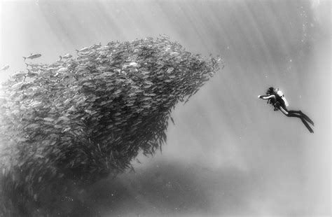 Artistic Black And White Underwater Photography By Anuar
