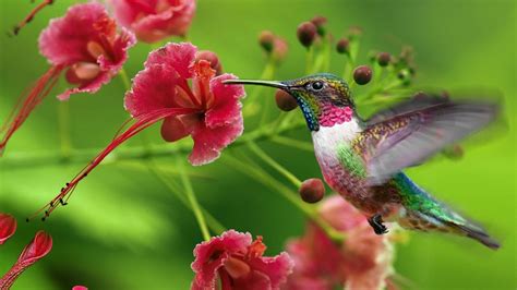 Attracting Hummingbirds Hummingbirds Plus