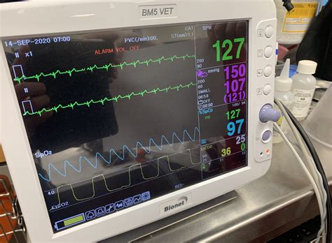 Anesthesia And Patient Monitoring May Avenue Animal Hospital