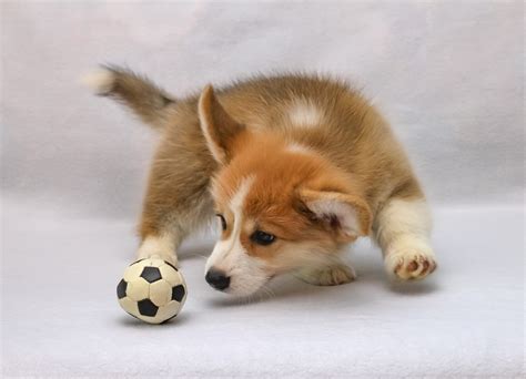 7 Facts About Corgis You Probably Didnt Know My Doggys Planet