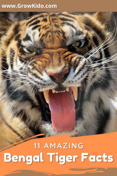 A Tiger With Its Mouth Open And The Words 11 Amazing Bengal Tiger Faces