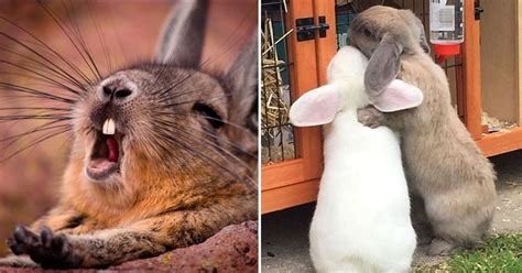 17 Funny Rabbits That Put A Big Smile On My Face Bouncy Mustard