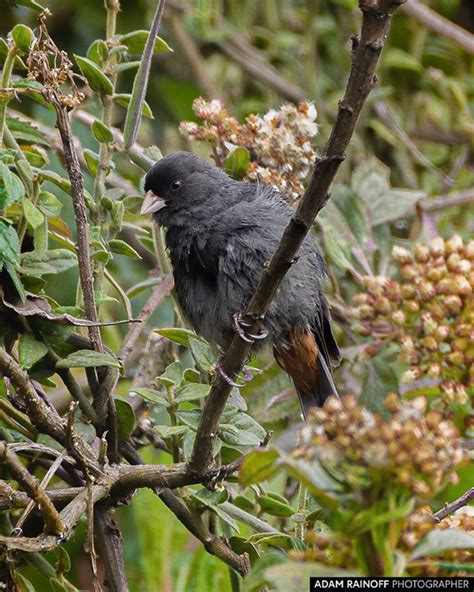 Gobierno departamental tildó de 'flojos' a campesinos de ibagué, tolima. Paramo Seedeater Murillo Tolima Colombia / Catamenia ...