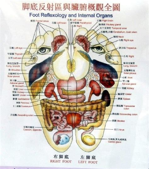 The bones of the spine and the ribs provide further protection. feet map of organs in body | ... to read the organ names. It is also written in chinese ...