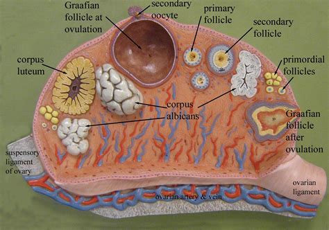 Ovary Diagrams To Print Diagrams