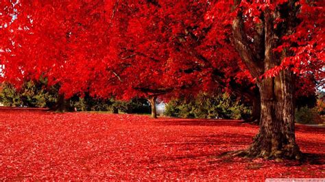 Red Tree 1920x1080 Wallpapers Top Free Red Tree 1920x1080 Backgrounds
