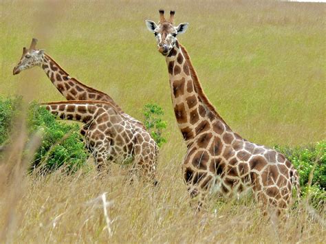 All About Selection: Why the long neck?
