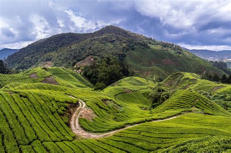 Part of its great appeal lies in the refreshingly cooler temperatures of the area, when compared to the rest of the country's stifling. Cameron Highlands, Pahang, Malaysia - Agriculture Highland ...