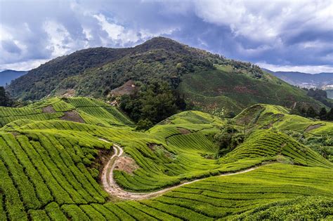 Here is the translation and the malay word for put in charge: Cameron Highlands, Pahang, Malaysia - Agriculture Highland ...