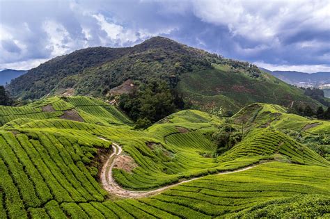 Increasing food import bill acute labor shortage. Cameron Highlands, Pahang, Malaysia - Agriculture Highland ...