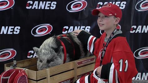 Hamilton The Pig Poses For Pictures With Hurricanes Fans Prior To Game