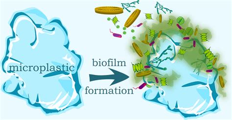 Impacts Of Biofilm Formation On The Fate And Potential Effects Of