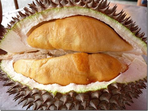 Durian udang merah by bang mat vlog. Durian - The King of Fruits in Malaysia ~ blog ...