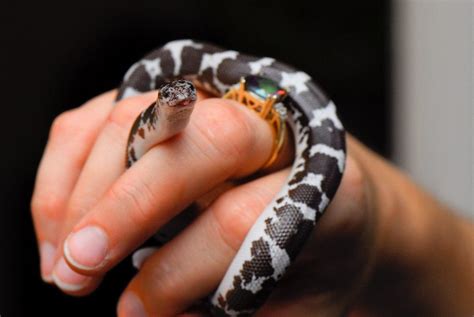 Popular pets are often considered to have attractive appearances, intelligence and relatable personalities. 8 Small, Easy-to-Care-for Pet Snakes for Beginners ...