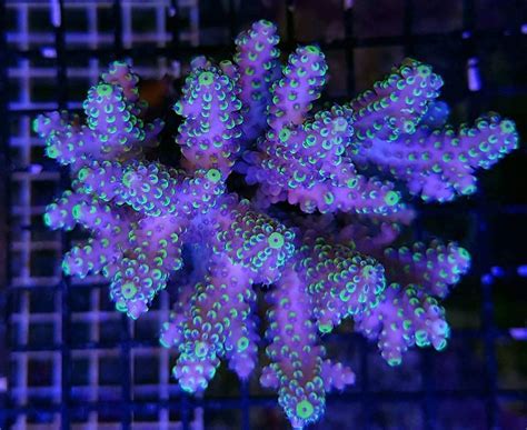 This Acropora Nasuta From Corals Down Under Will Knock Your Socks Off