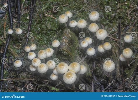 Many Of The Wild Panaeolus Cyanescens Mushrooms Stock Image Image Of