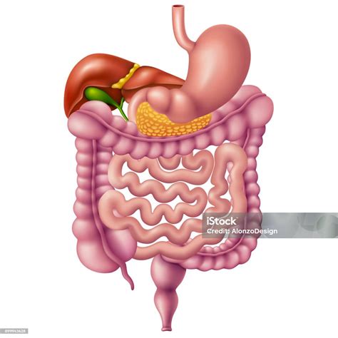 Human Digestive System Stock Illustration Download Image Now