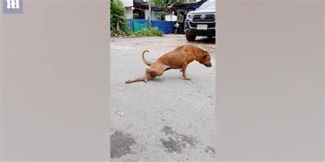 Street Dog Fakes Injury In Order To Receive Treats Affection From