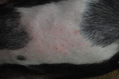 Red Bumps On Belly Dog Food Chat