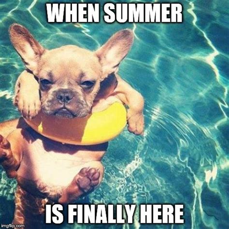 Summer Is Here Dog Pug Imgflip