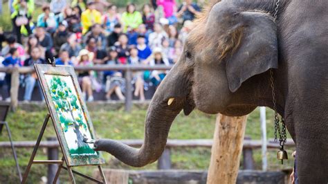 Why Elephant Painting May Not Be As Cute As Youd Think