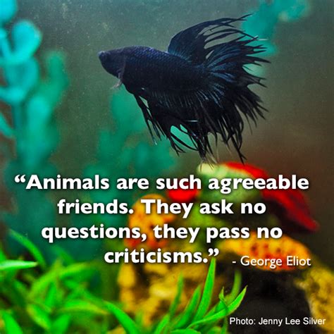 Also, the quote in my sig j. A pet is always there to listen | My Pet Warehouse | Inspirational Pet Quotes | #fish #aquarium ...