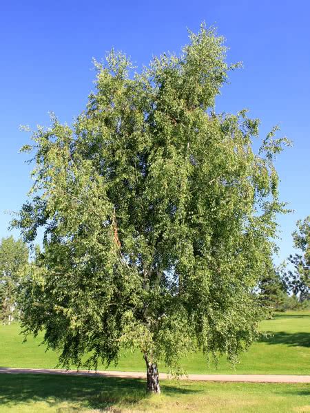 European White Birch For Sale Treetimeca