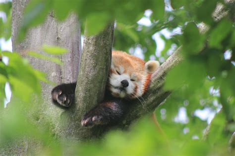 Red Pandas As Pets Paradise Wildlife Park Kucing Hanis Declaw Zejaylao