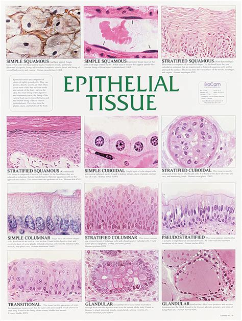 Epithelial Tissue Under Microscope Labeled