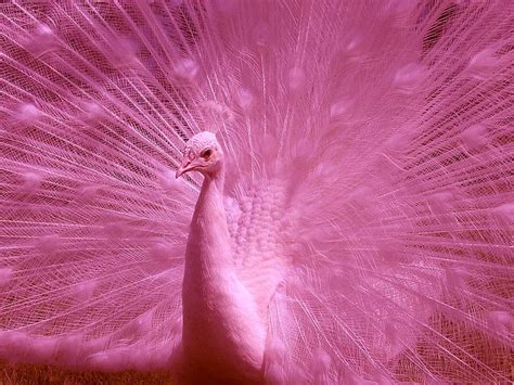 Pink Peacock Beautiful Peacocks And Peacock Bird