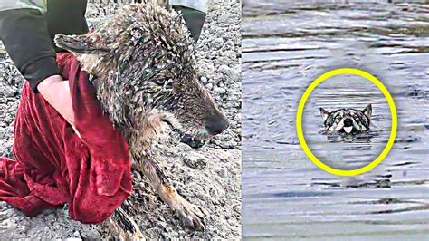 Man rescues dog from ice, realizes he made huge mistake. - YouTube