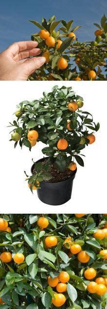How long does it take fruit trees to bear? Citrus Trees | Citrus plant, Kumquat tree, Citrus trees