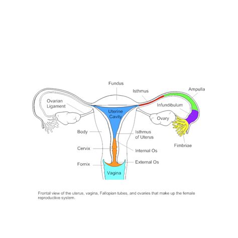 Uterus Diagram Printable Labeled Diagrams
