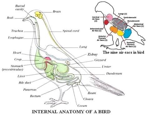 Lla Biology Bird Anatomy