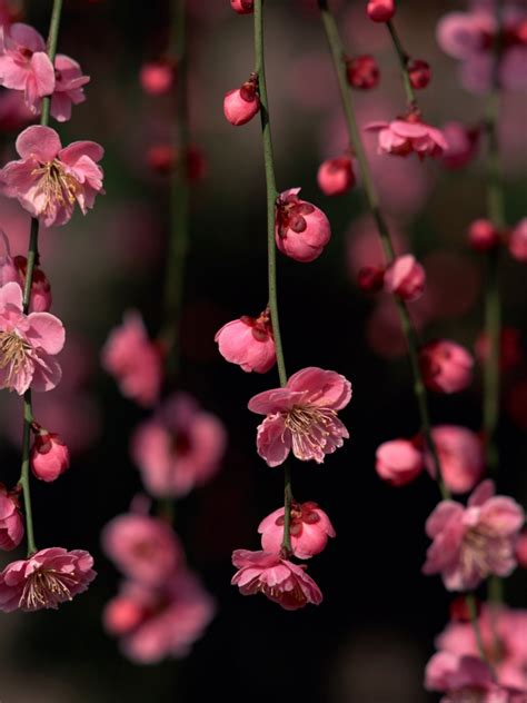 Free Download 768x1024 Pink Spring Flowers Ipad Mini Wallpaper
