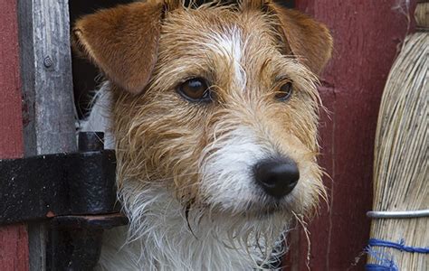 See full list on dogproductpicker.com The Jack Russell Terrier: keep them mutts - The Field